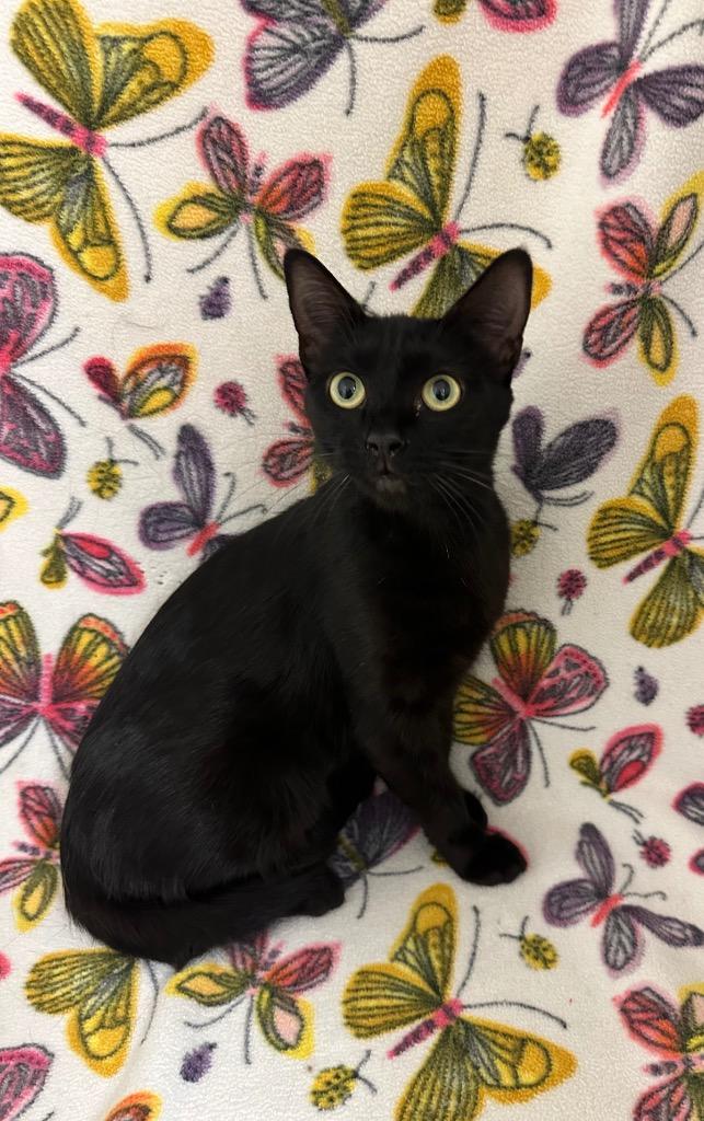 Norma, Adoptable, Young Female Domestic Short Hair.