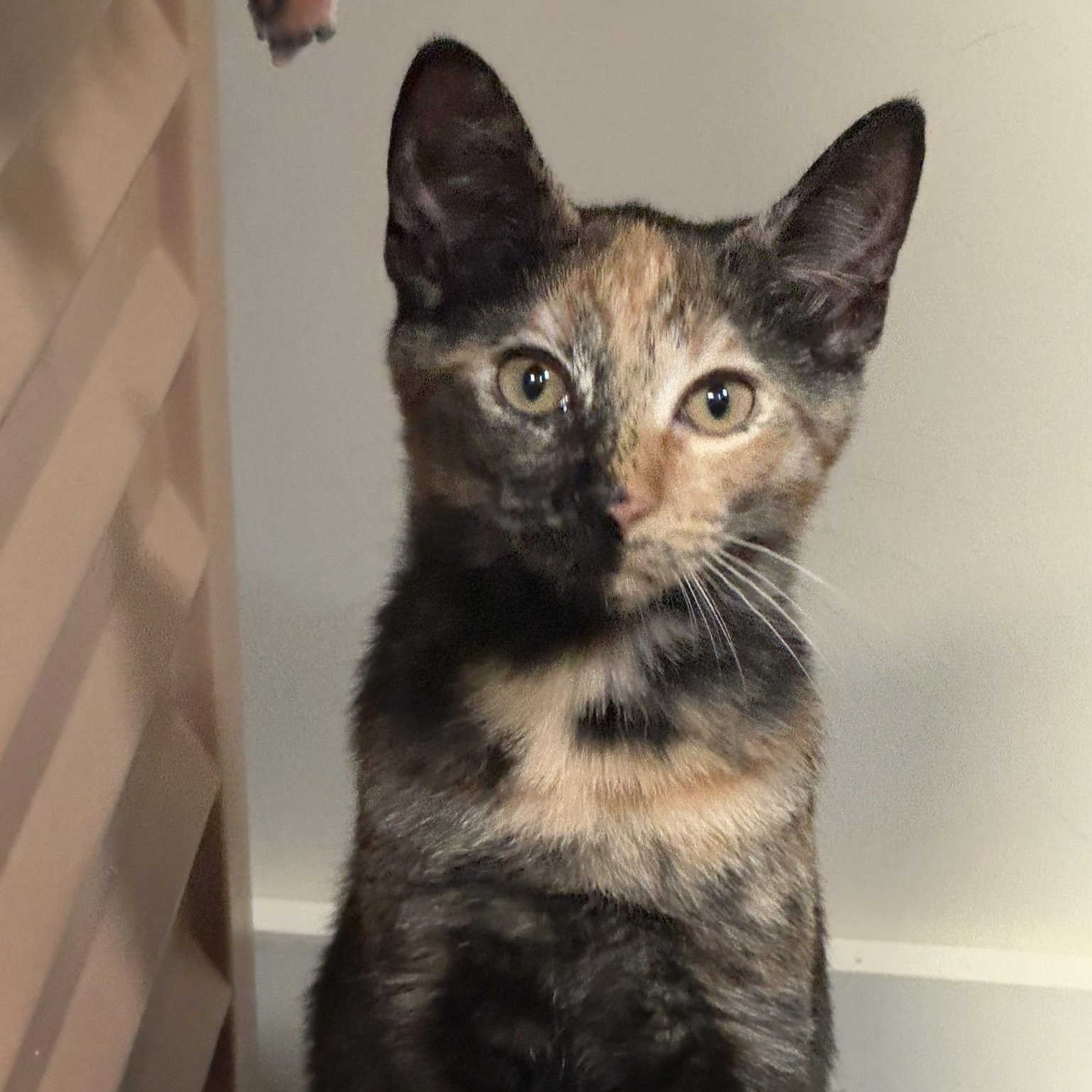 Rose, Adopted, Kitten Female Tortoiseshell.