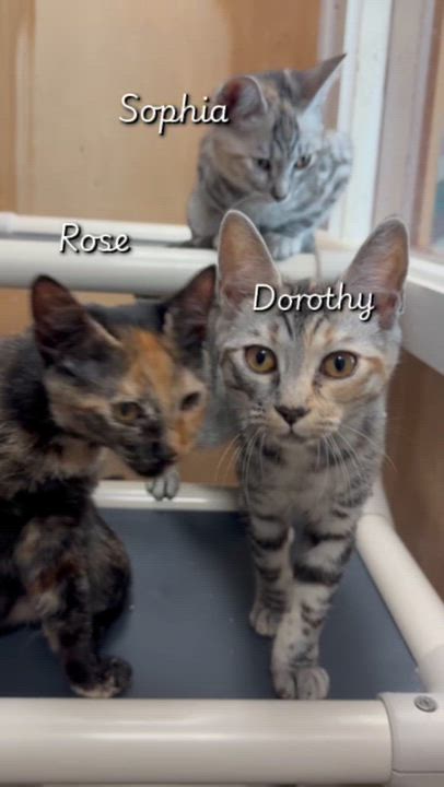 Enlarge Rose, a Adopted Tortoiseshell in Petaluma, CA video 2/4