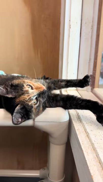 Enlarge Rose, a Adopted Tortoiseshell in Petaluma, CA video 4/4