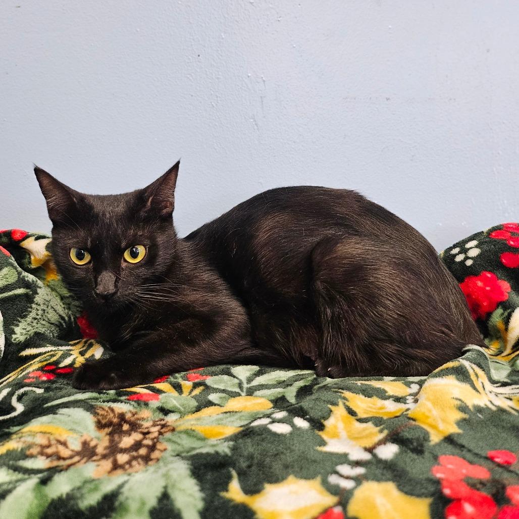 Enlarge Iron Maiden, a Adoptable Domestic Medium Hair in Wahiawa, HI image 1/2