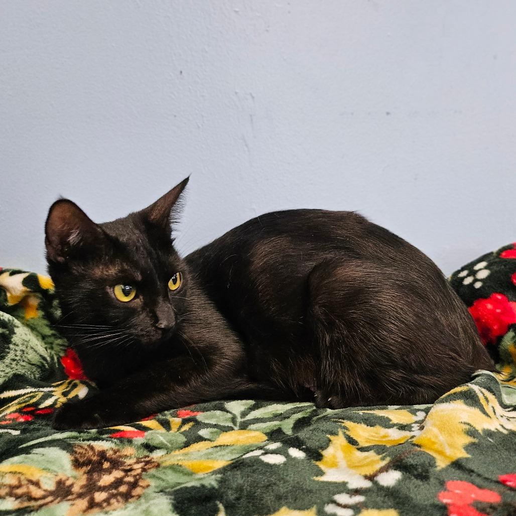 Enlarge Iron Maiden, a Adoptable Domestic Medium Hair in Wahiawa, HI image 2/2