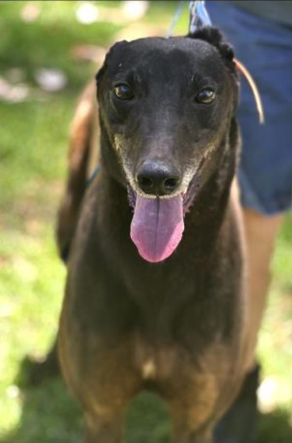 Zulu Holly (Holly), Adoptable, Adult Female Greyhound.