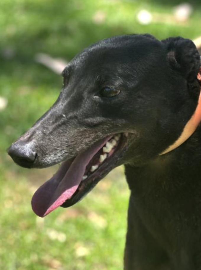 Enlarge Zulu Holly (Holly), a Adoptable Greyhound in Tarpon Springs, FL image 2/3