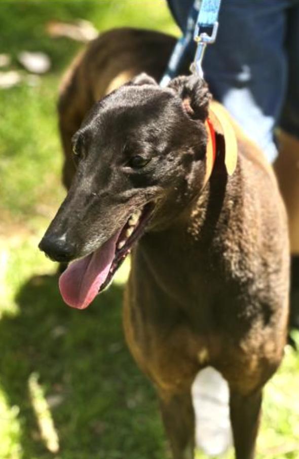 Enlarge Zulu Holly (Holly), a Adoptable Greyhound in Tarpon Springs, FL image 3/3