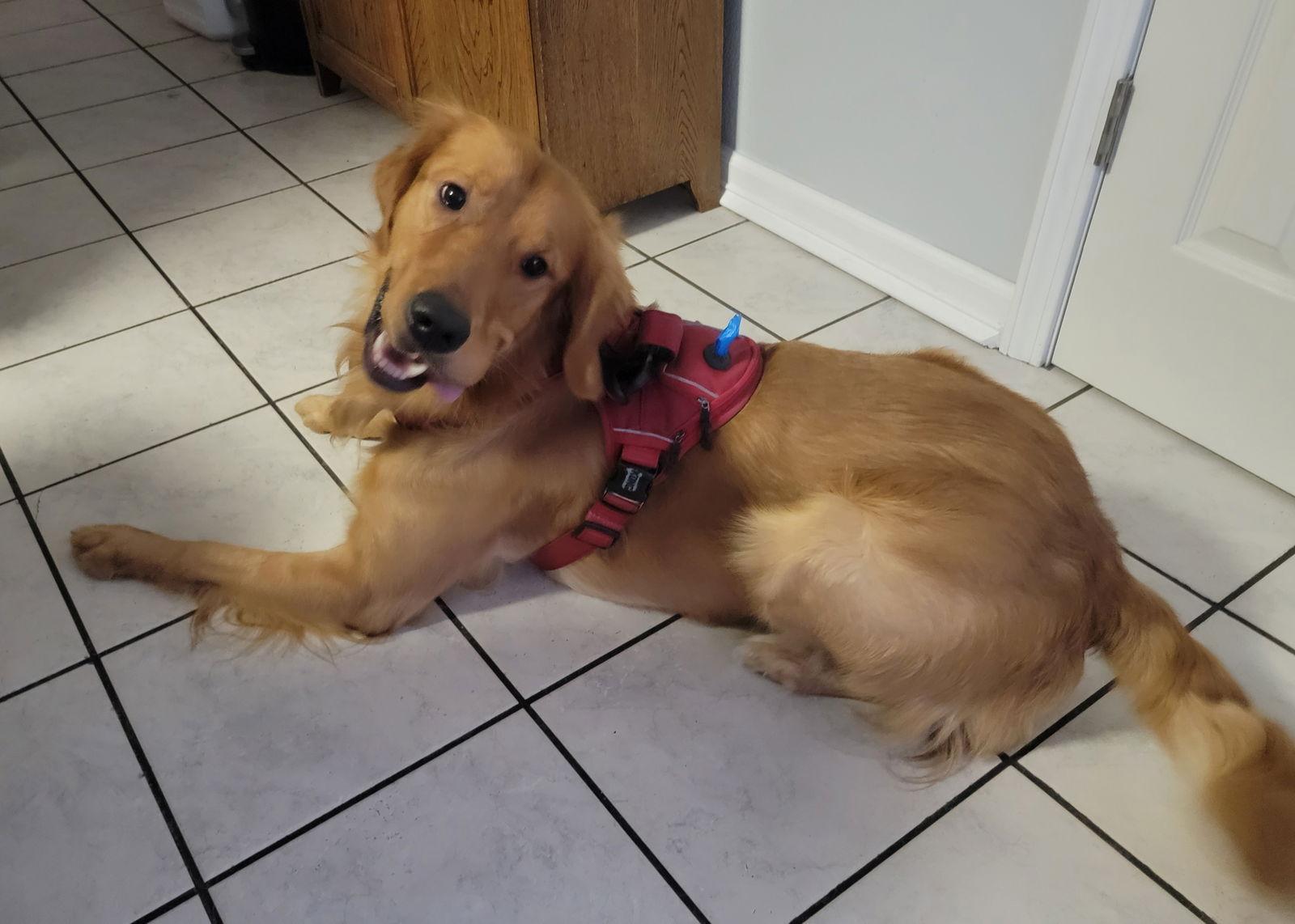 Enlarge Erwin, a Adopted Golden Retriever in Glendale, AZ image 1/3
