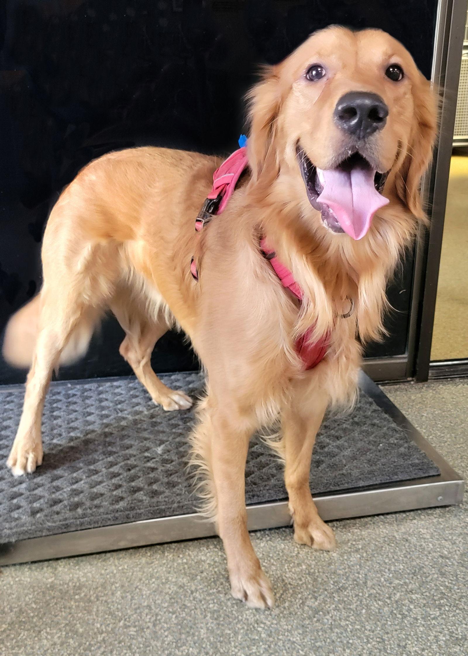 Enlarge Erwin, a Adopted Golden Retriever in Glendale, AZ image 2/3