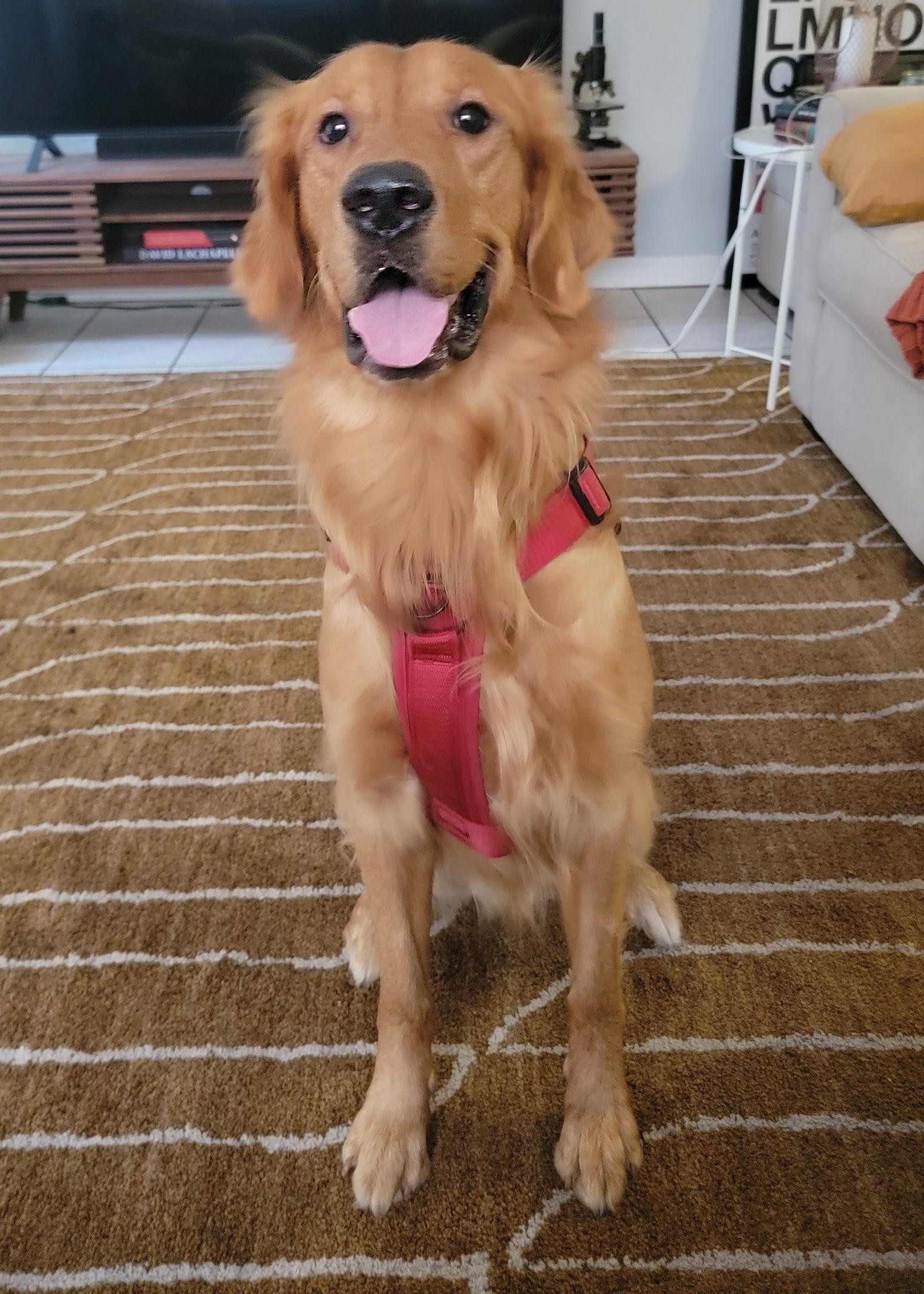 Enlarge Erwin, a Adopted Golden Retriever in Glendale, AZ image 3/3