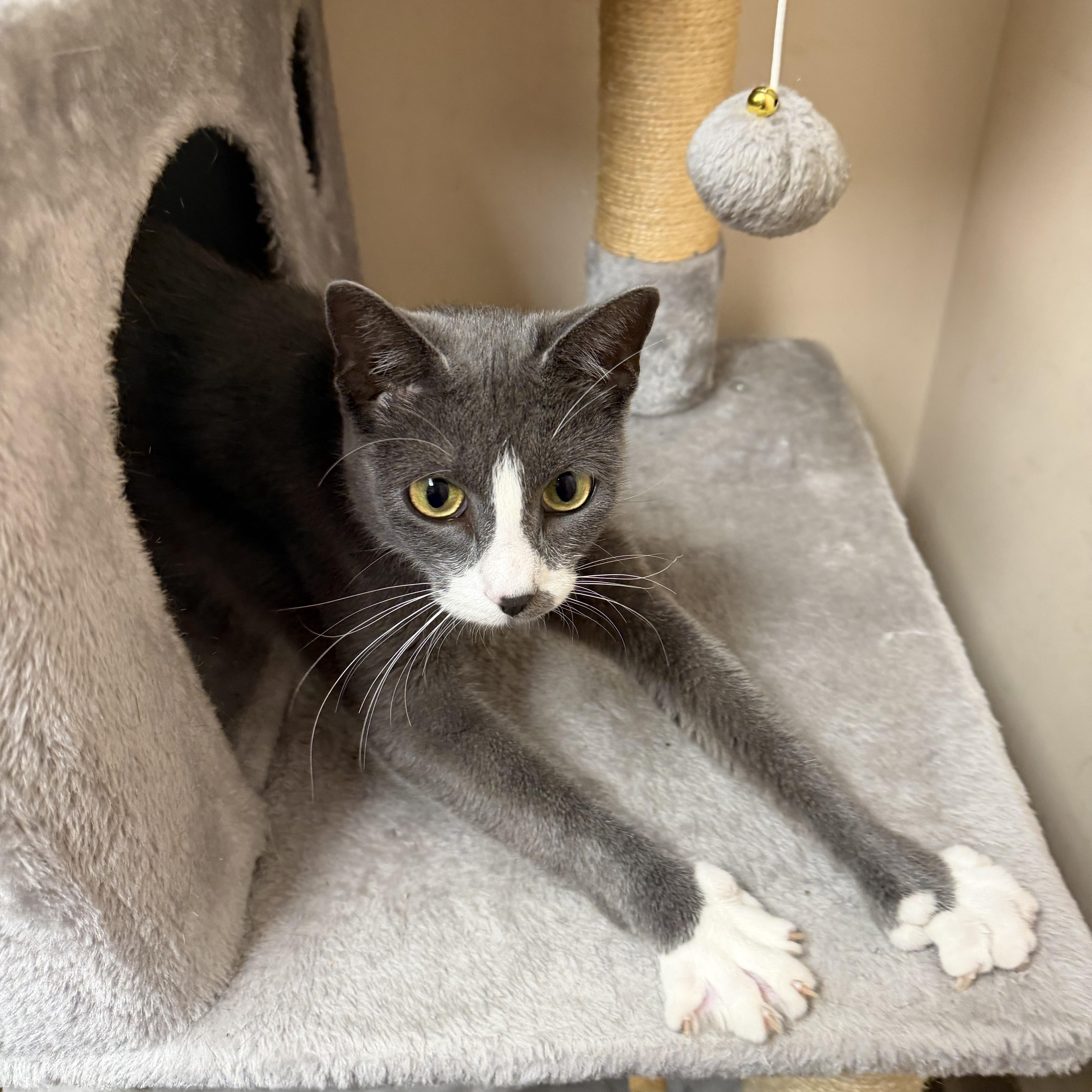 Enlarge Glacier, a ADOPTABLE Domestic Short Hair in Steger, IL image 2/3