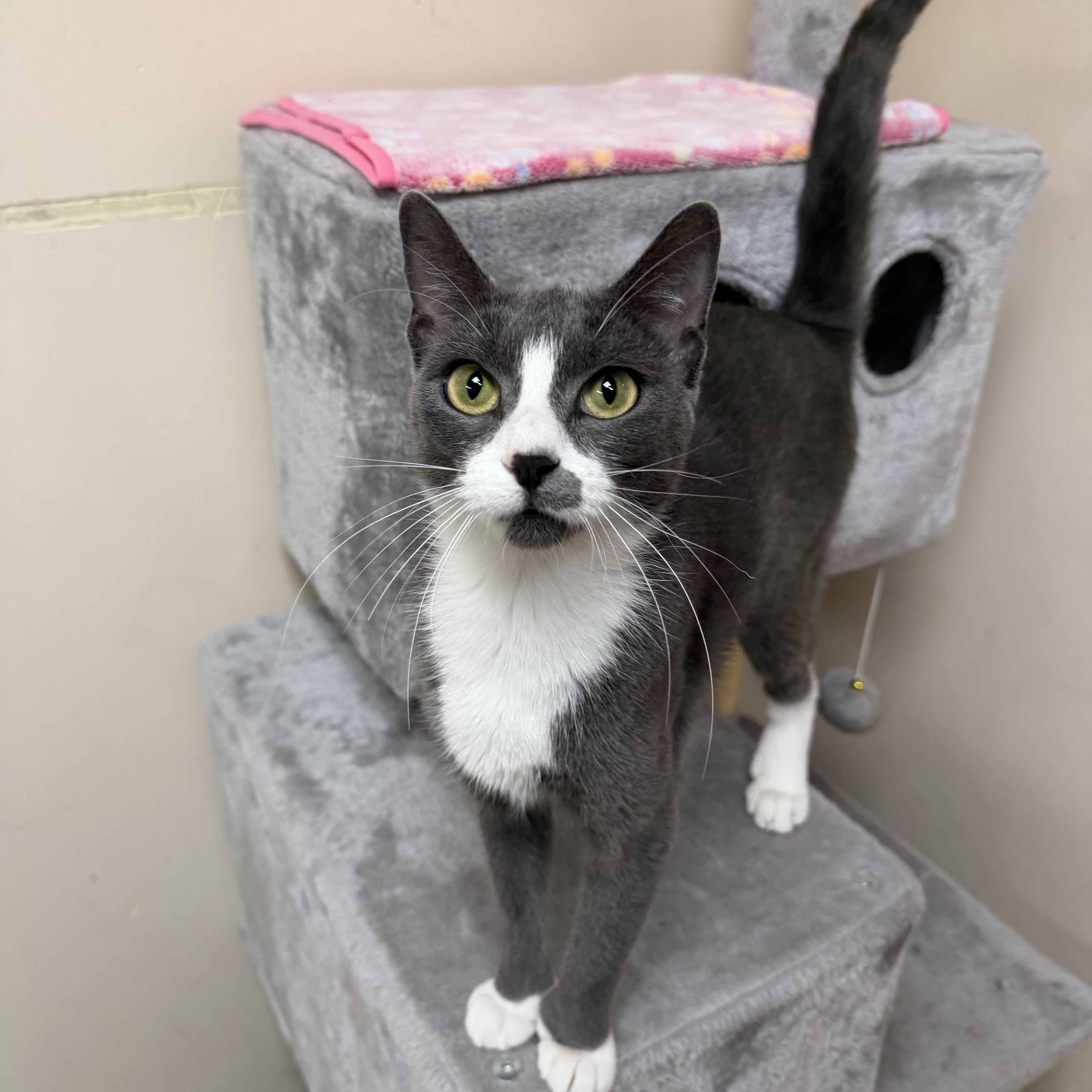 Glacier, ADOPTABLE, Adult Female Domestic Short Hair.