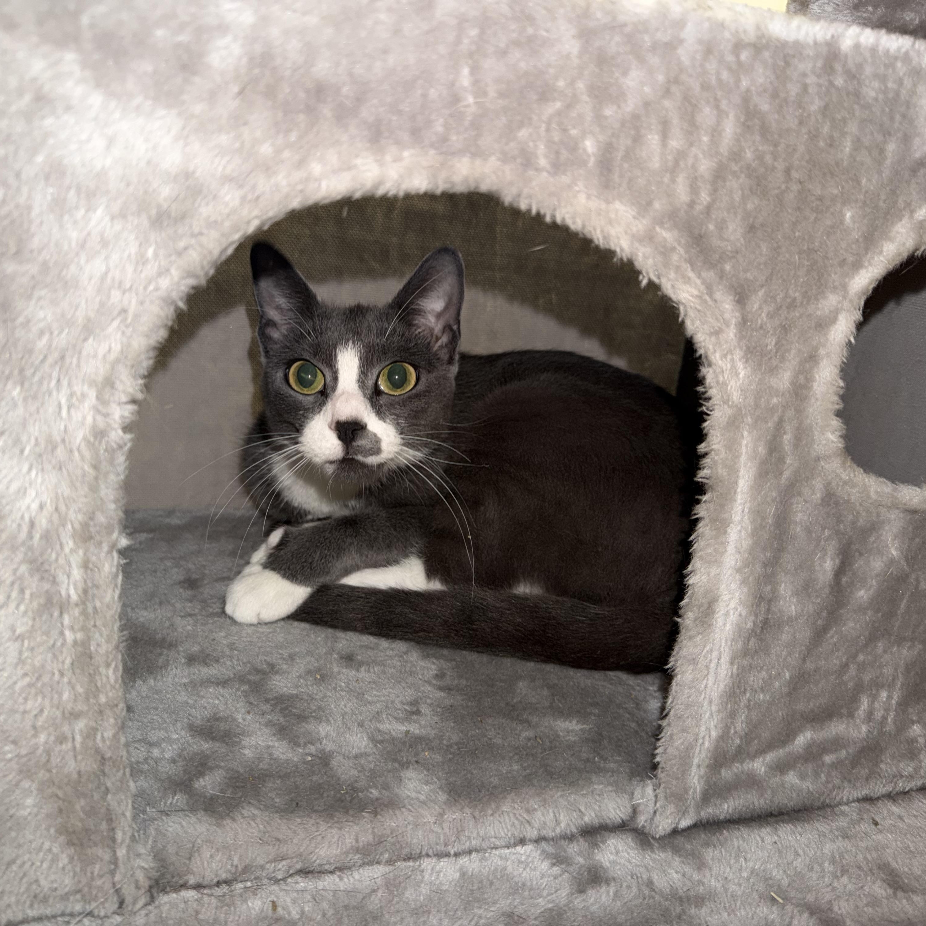 Enlarge Glacier, a ADOPTABLE Domestic Short Hair in Steger, IL image 3/3