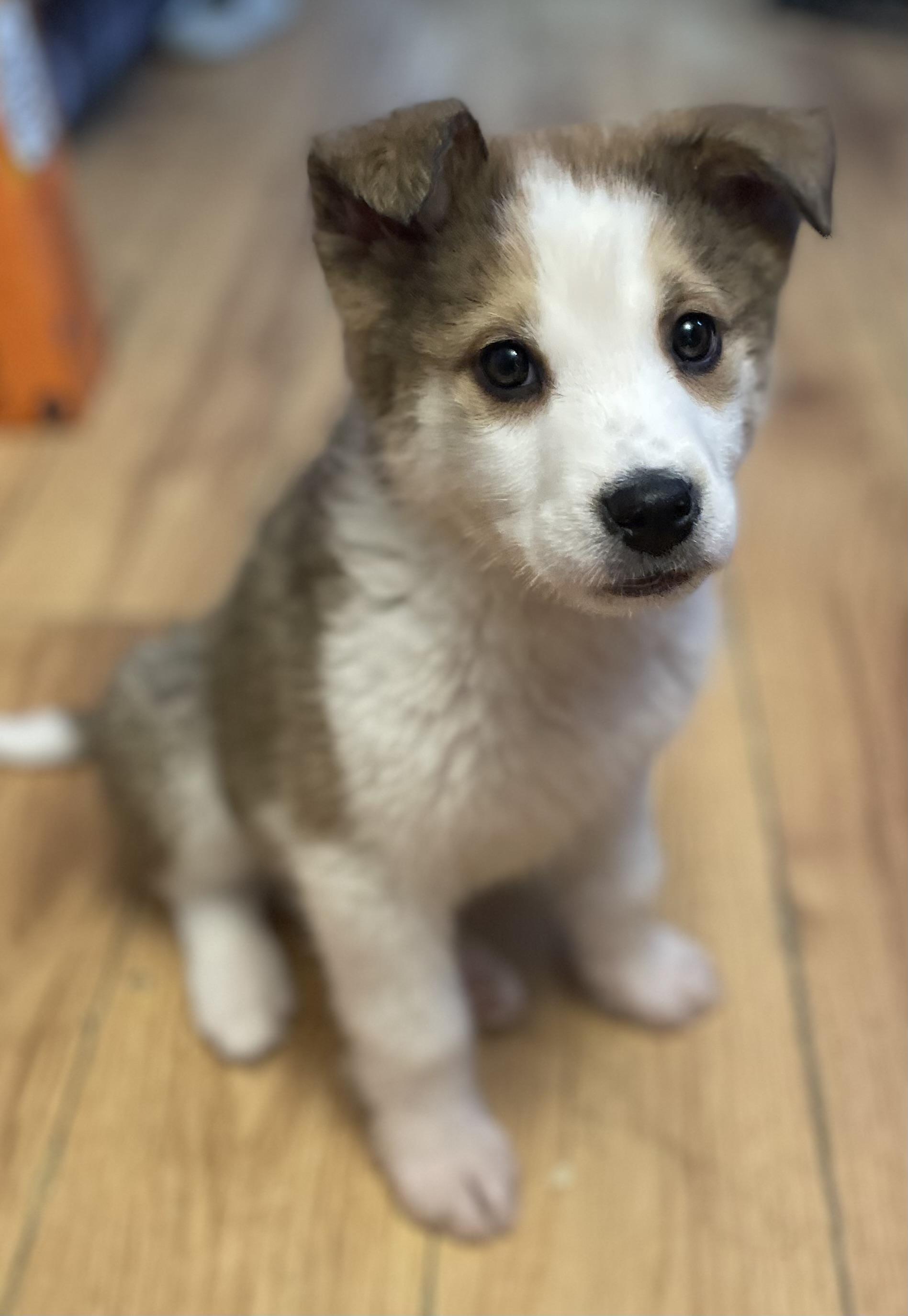 Crocket, a ADOPTABLE mixed breed in Saskatoon, SK image 2/4