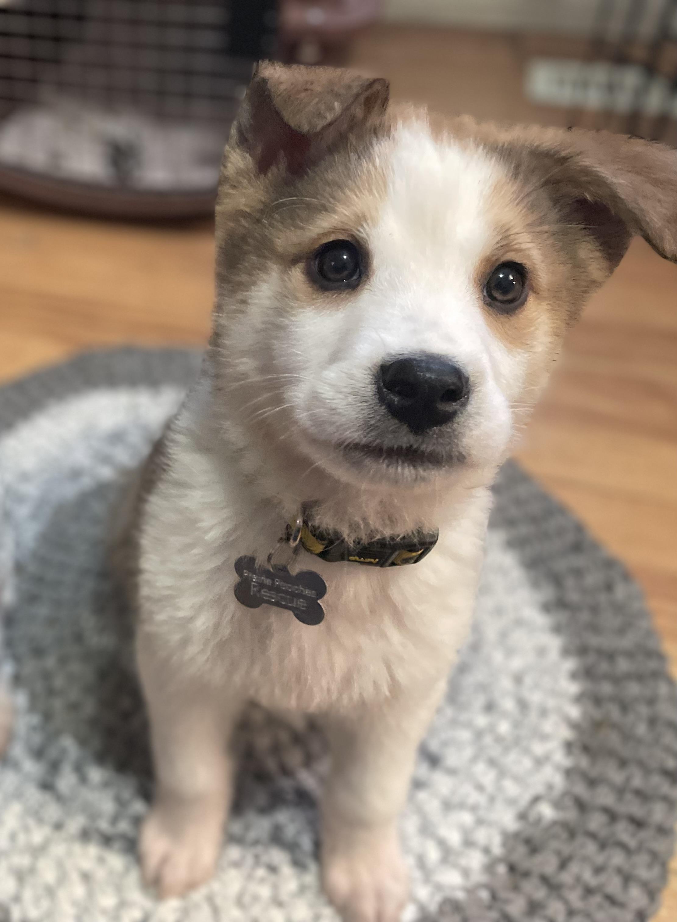 Crocket, a ADOPTABLE mixed breed in Saskatoon, SK image 1/4