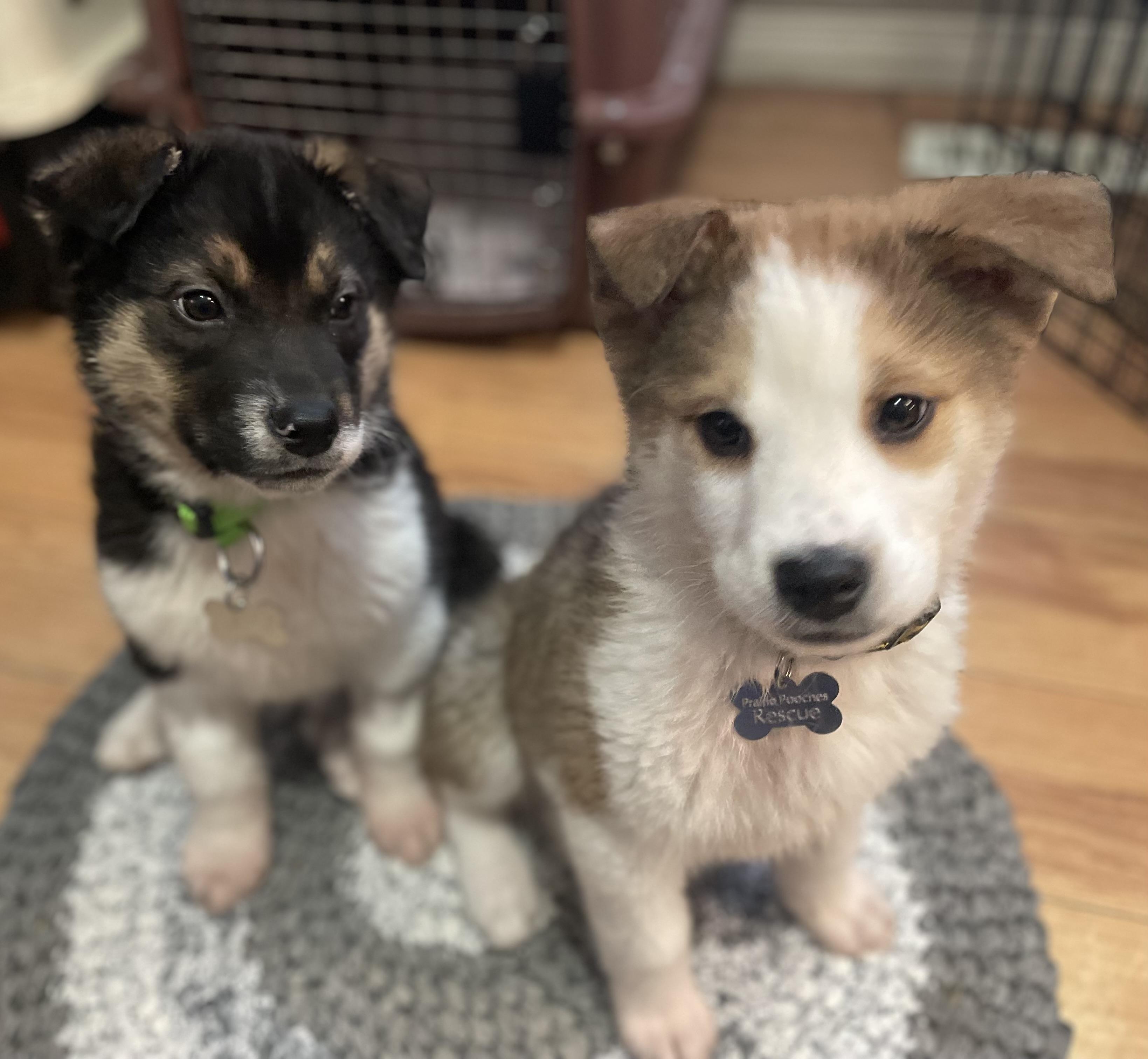 Crocket, a ADOPTABLE mixed breed in Saskatoon, SK image 4/4