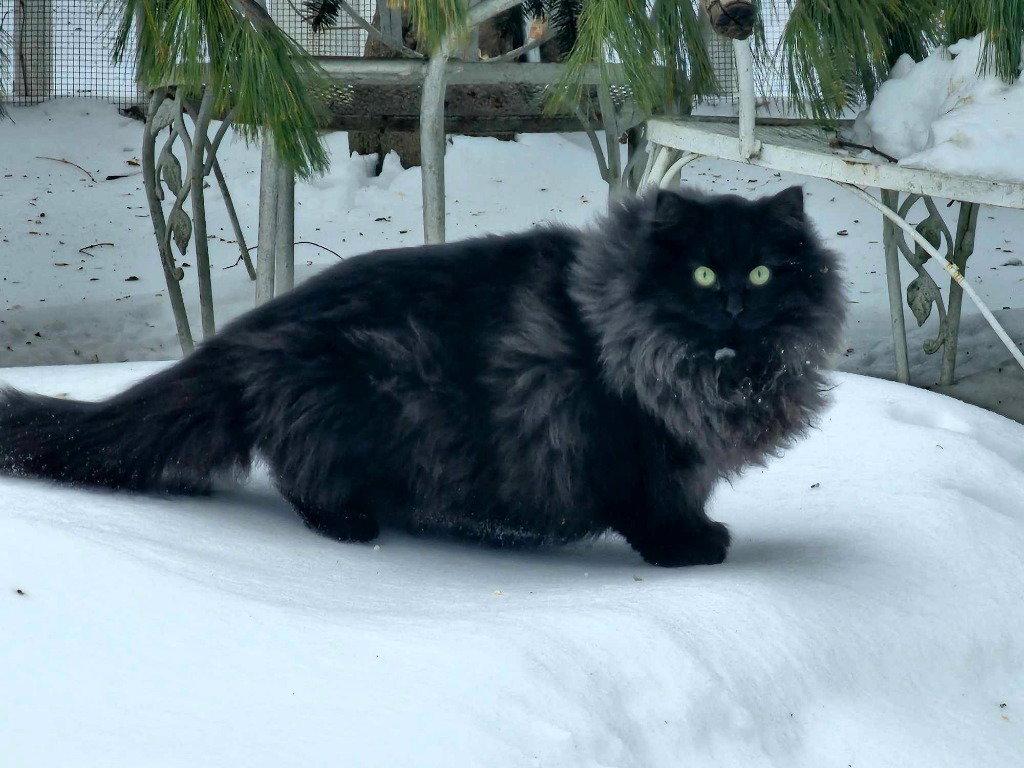 Ivan, Adoptable, Young Male Domestic Long Hair.
