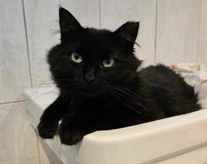 Enlarge Ivan, a Adoptable Domestic Long Hair in Sayreville, NJ image 2/2