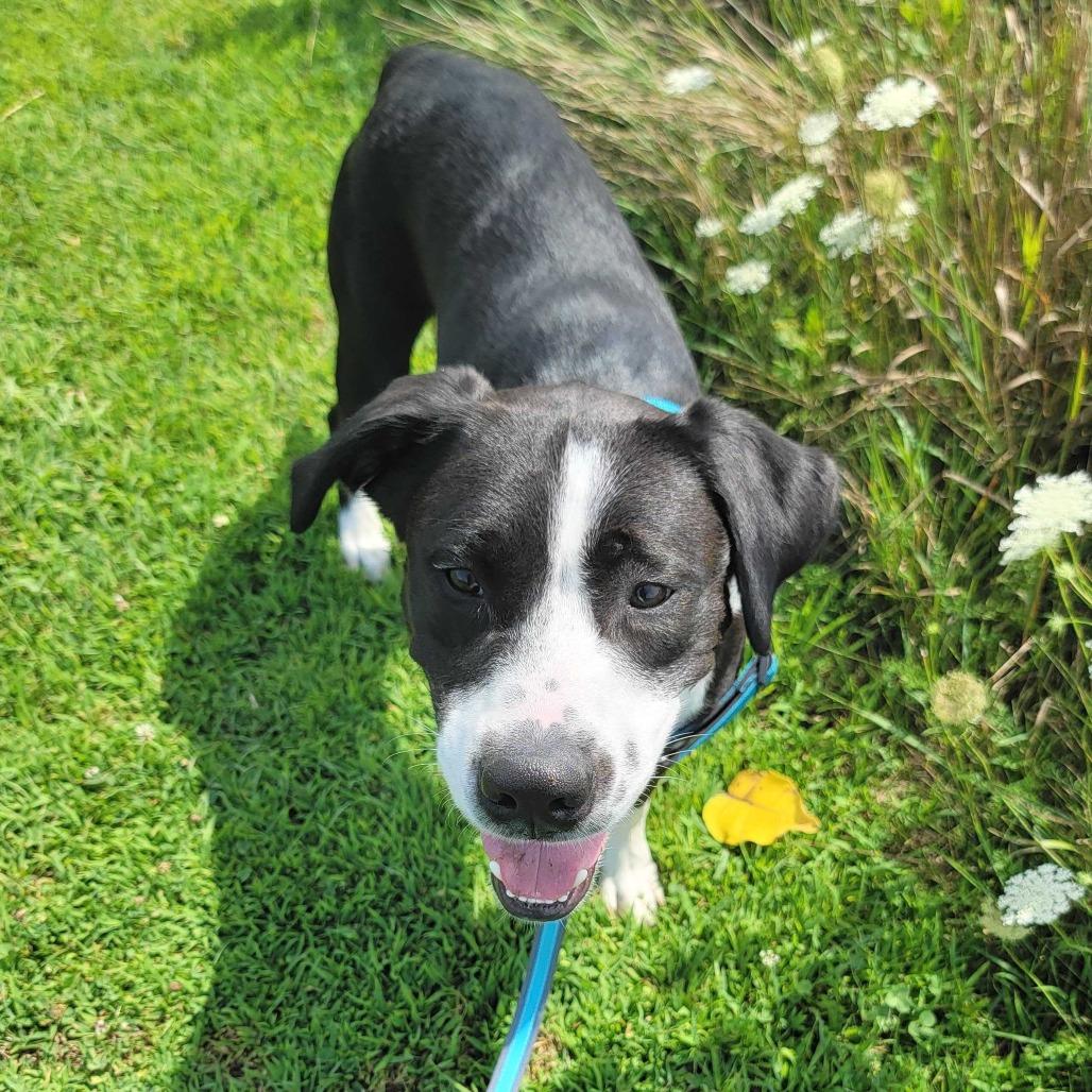 Gary, a Adoptable Mixed Breed in Dover, NH image 1/6