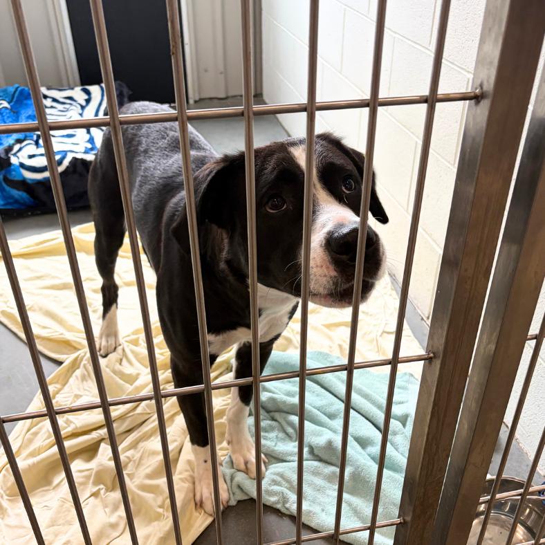 Gary, a Adoptable Mixed Breed in Dover, NH image 2/6