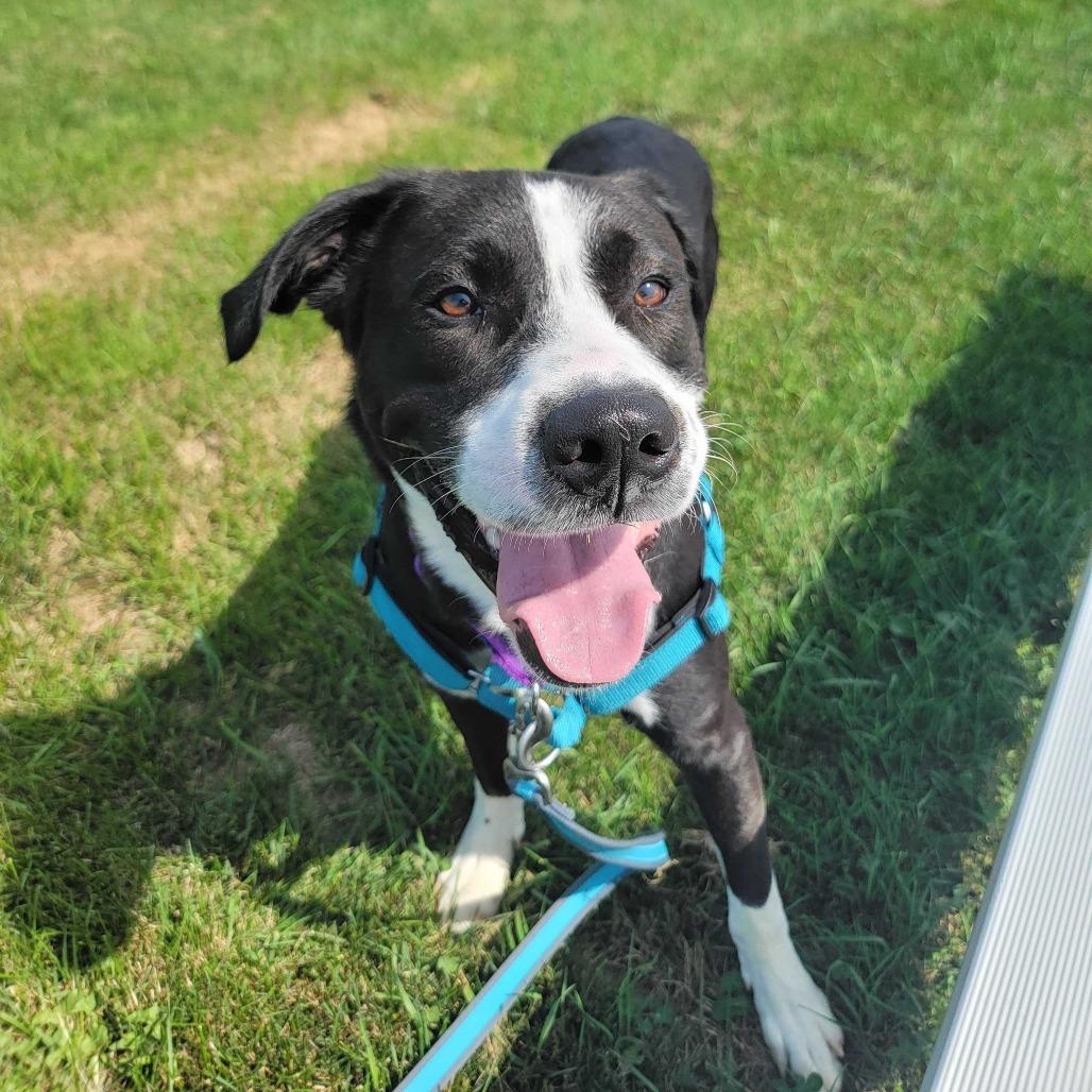 Gary, a Adoptable Mixed Breed in Dover, NH image 3/6