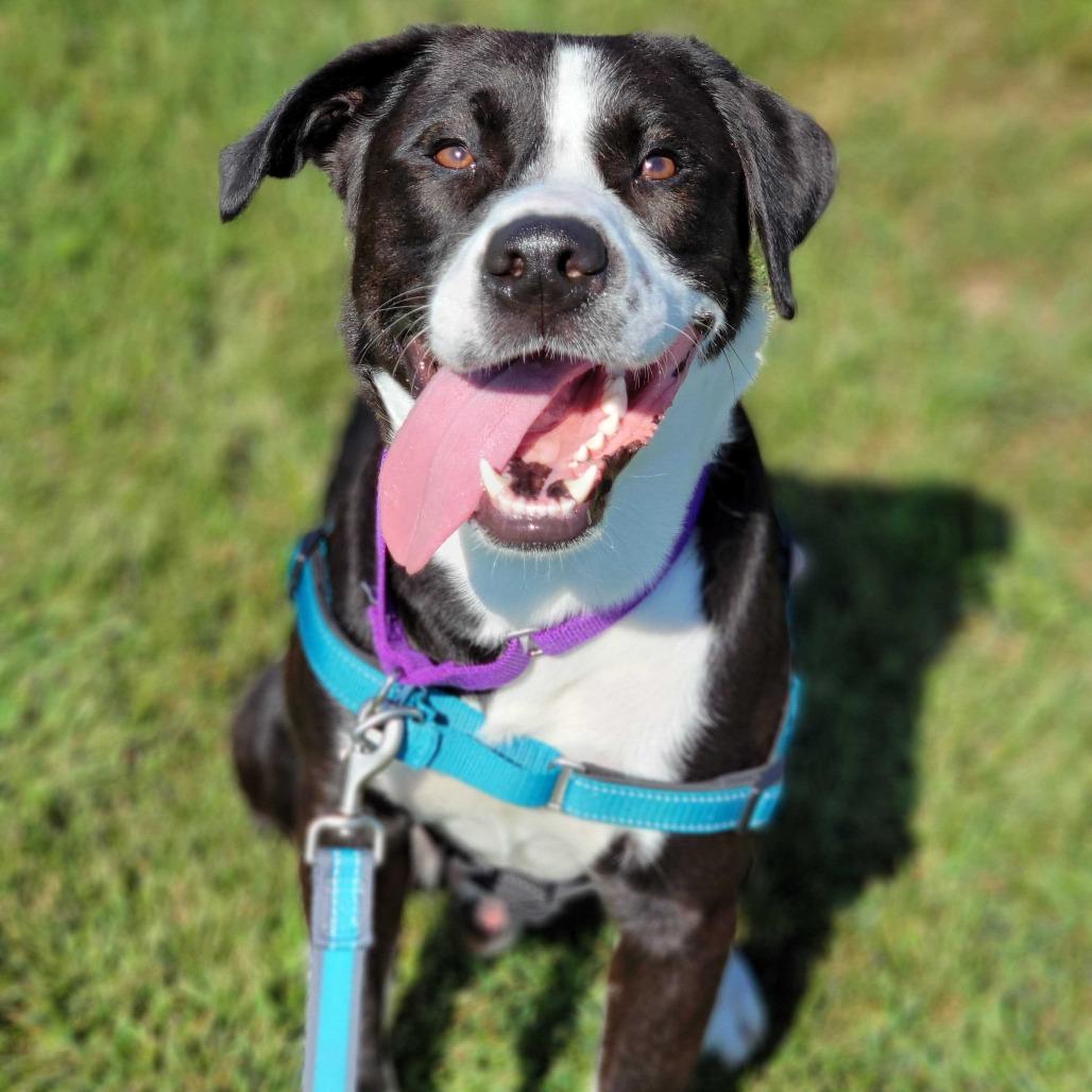 Gary, a Adoptable Mixed Breed in Dover, NH image 4/6