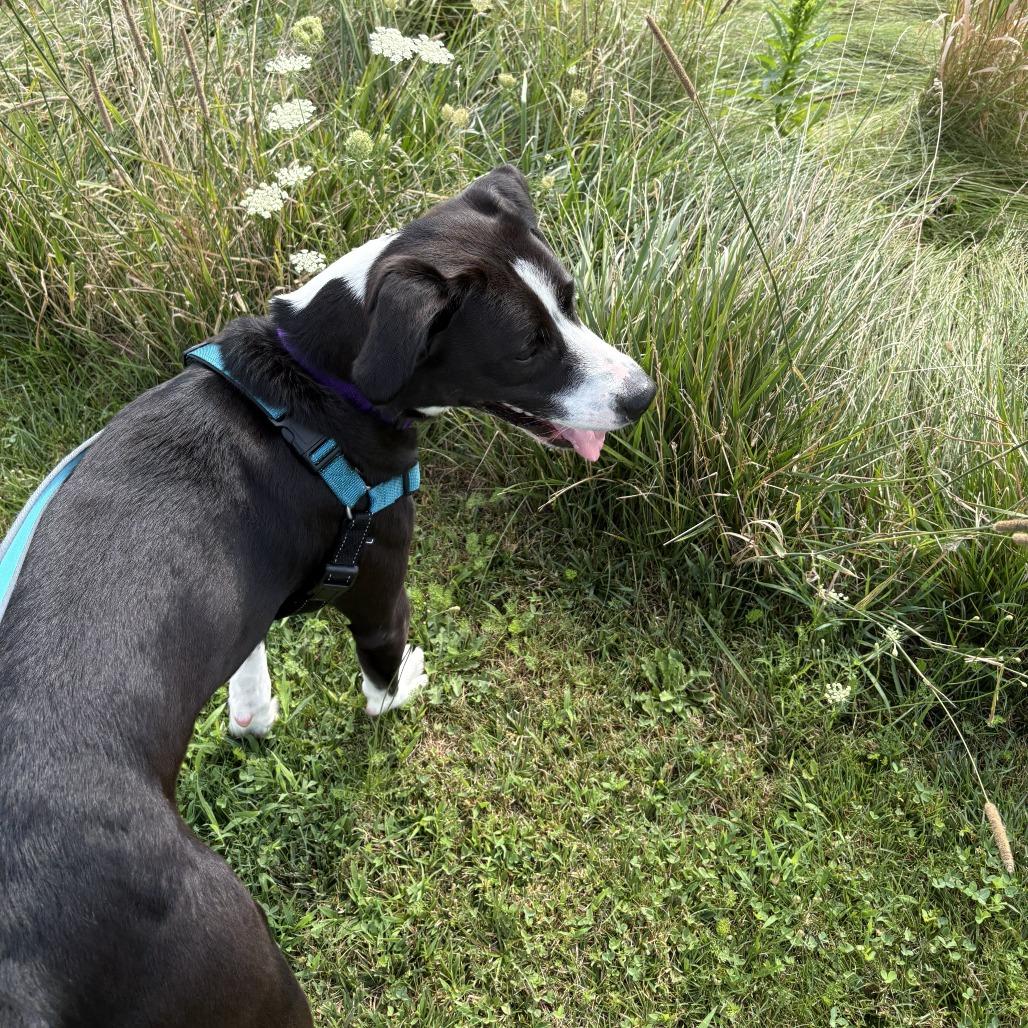 Gary, a Adoptable Mixed Breed in Dover, NH image 5/6