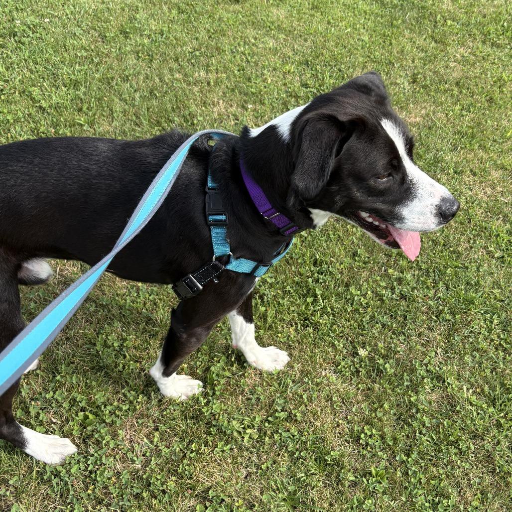Gary, a Adoptable Mixed Breed in Dover, NH image 6/6