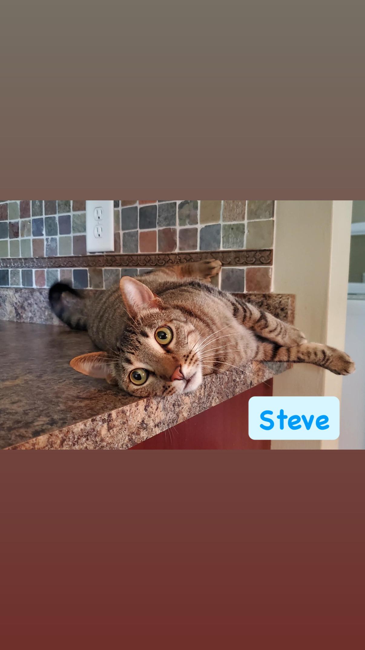 Enlarge Steve, a ADOPTABLE Domestic Short Hair in Crown Point, IN image 1/1