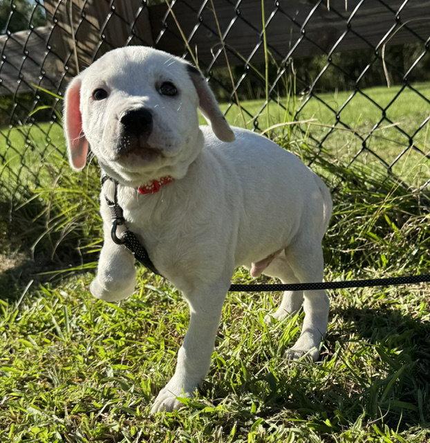 Enlarge Davis, a Adoptable American Bulldog in Ringoes, NJ image 2/3