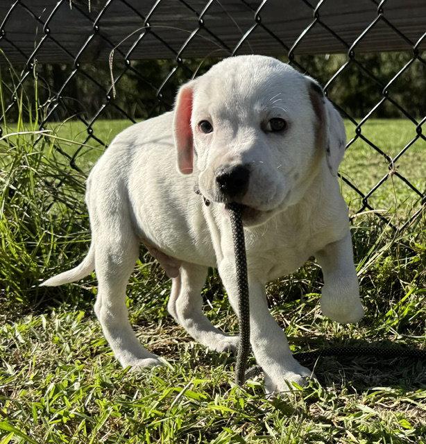 Davis, Adoptable, Puppy Male American Bulldog.