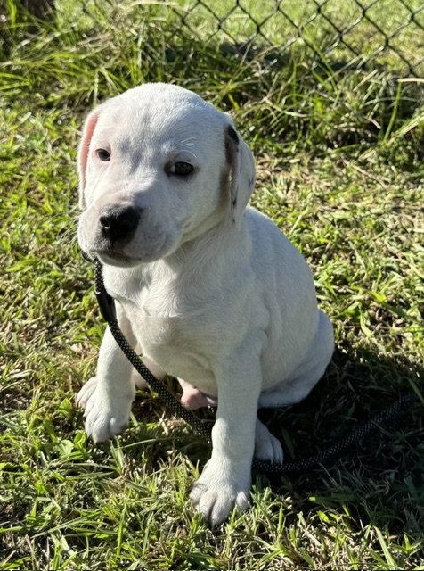Enlarge Davis, a Adoptable American Bulldog in Ringoes, NJ image 3/3