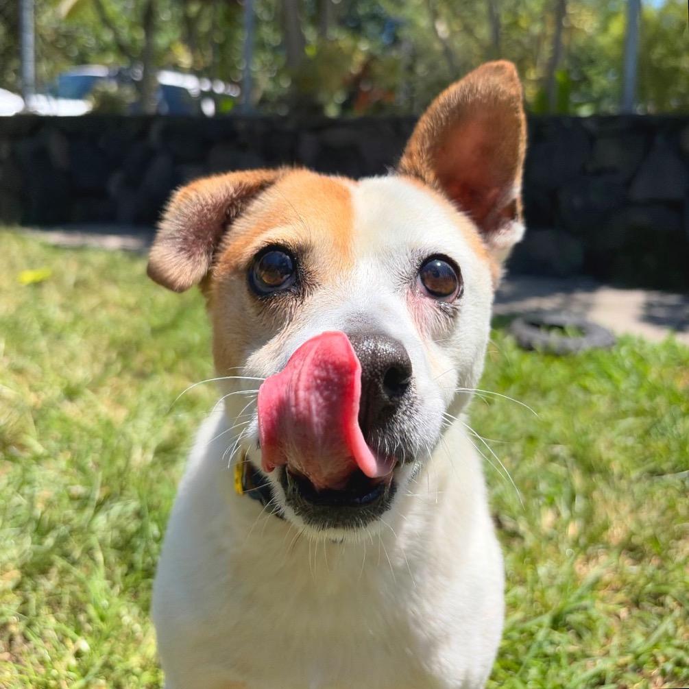 Enlarge Maka, a Adoptable mixed breed in Keaau, HI image 1/6