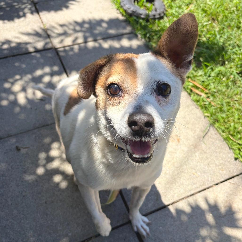 Enlarge Maka, a Adoptable mixed breed in Keaau, HI image 2/6