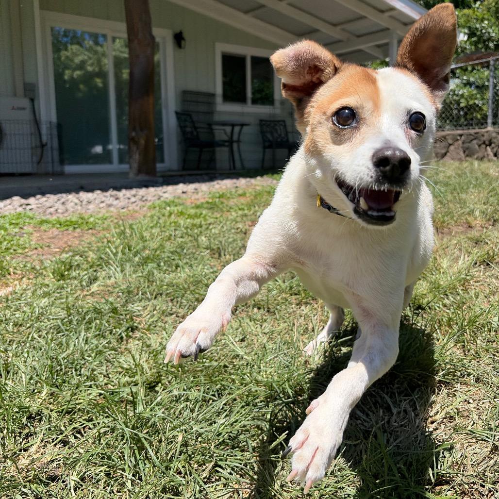 Enlarge Maka, a Adoptable mixed breed in Keaau, HI image 1/6