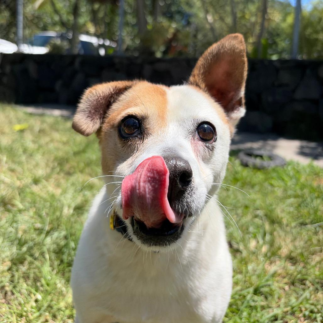 Enlarge Maka, a Adoptable mixed breed in Keaau, HI image 2/6