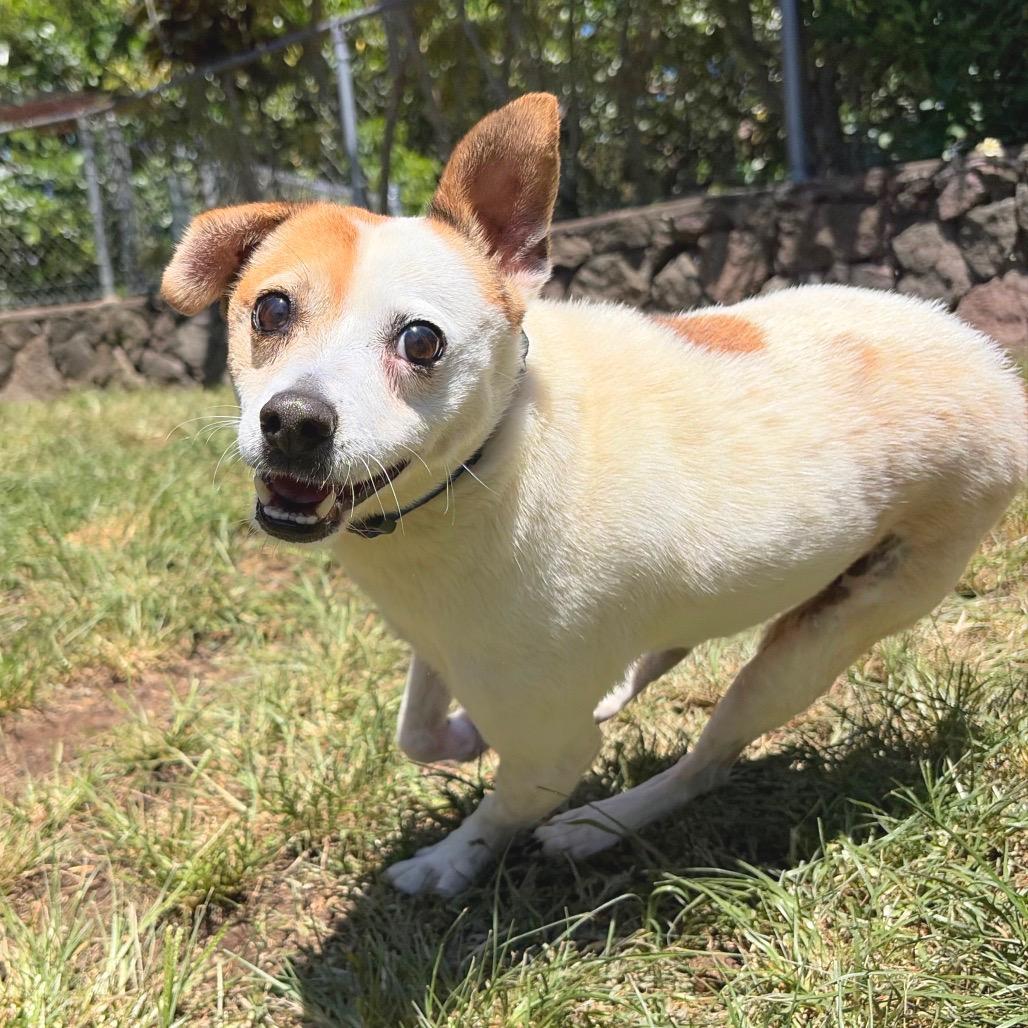 Enlarge Maka, a Adoptable mixed breed in Keaau, HI image 3/6