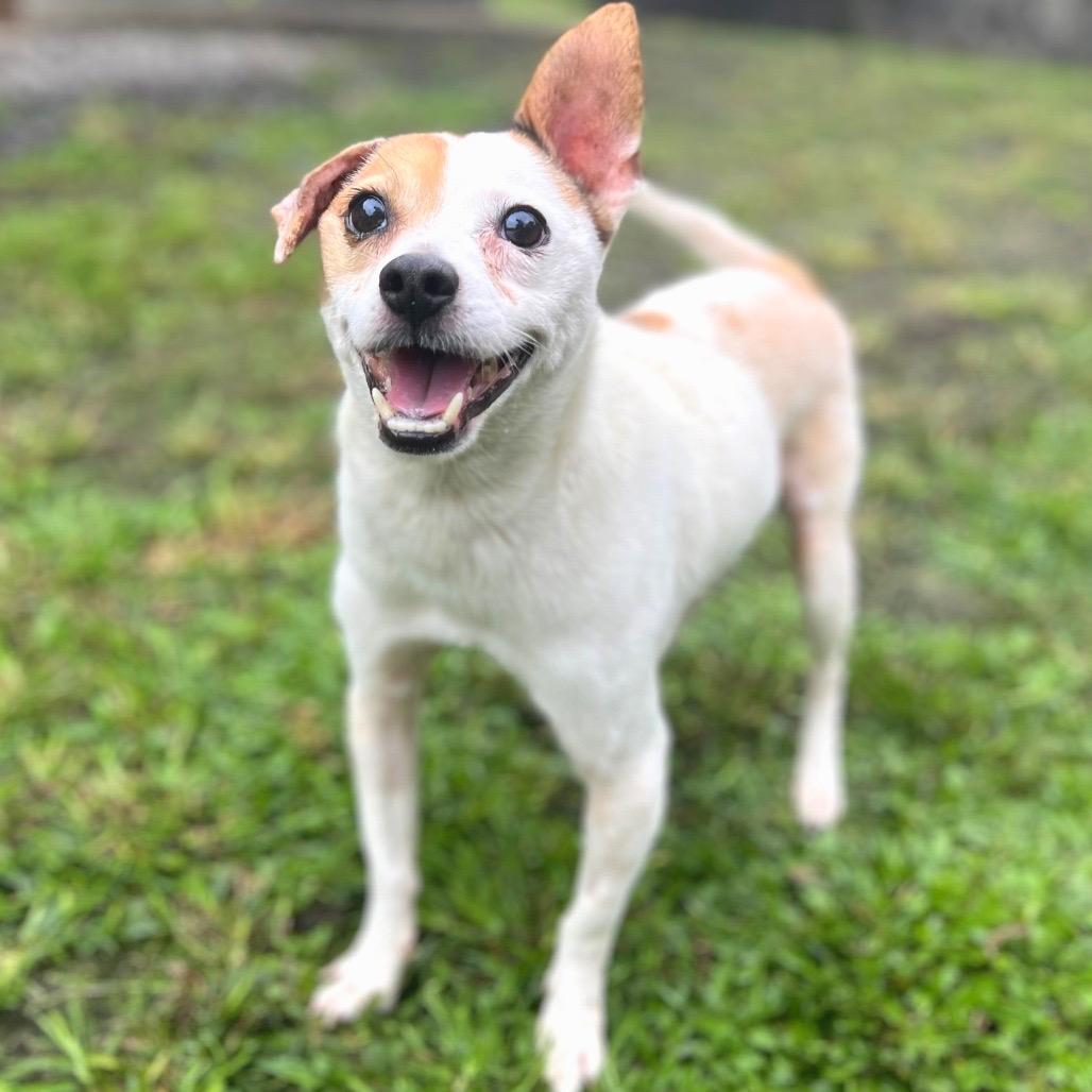 Enlarge Maka, a Adoptable mixed breed in Keaau, HI image 4/6