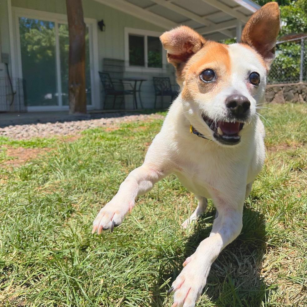 Enlarge Maka, a Adoptable mixed breed in Keaau, HI image 5/6