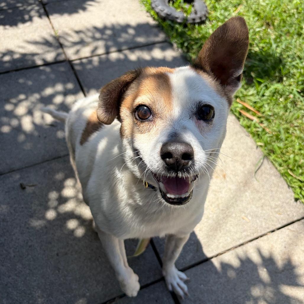 Enlarge Maka, a Adoptable mixed breed in Keaau, HI image 4/6