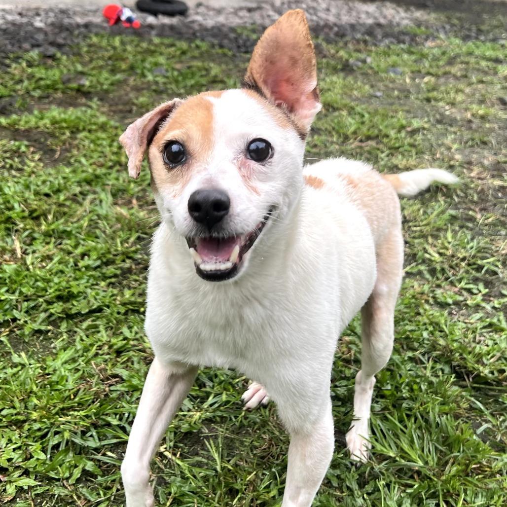 Enlarge Maka, a Adoptable mixed breed in Keaau, HI image 2/3