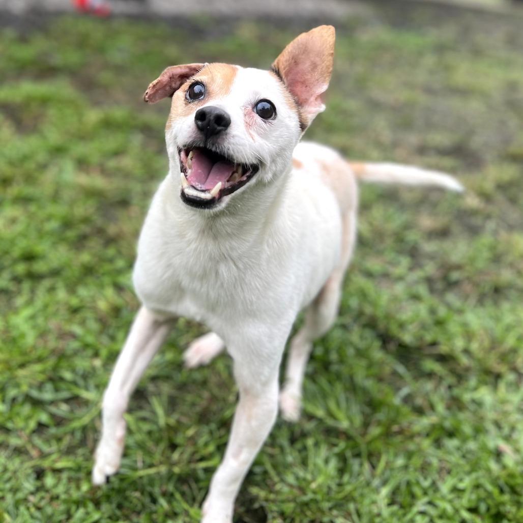 Enlarge Maka, a Adoptable mixed breed in Keaau, HI image 3/3