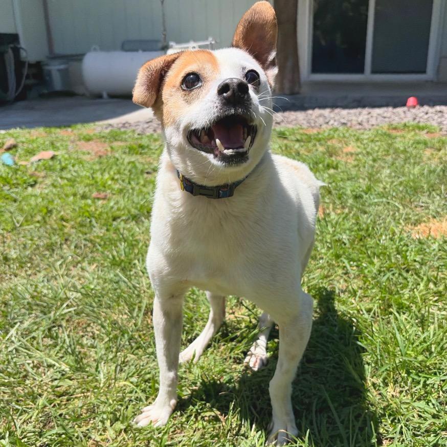 Enlarge Maka, a Adoptable mixed breed in Keaau, HI image 6/6