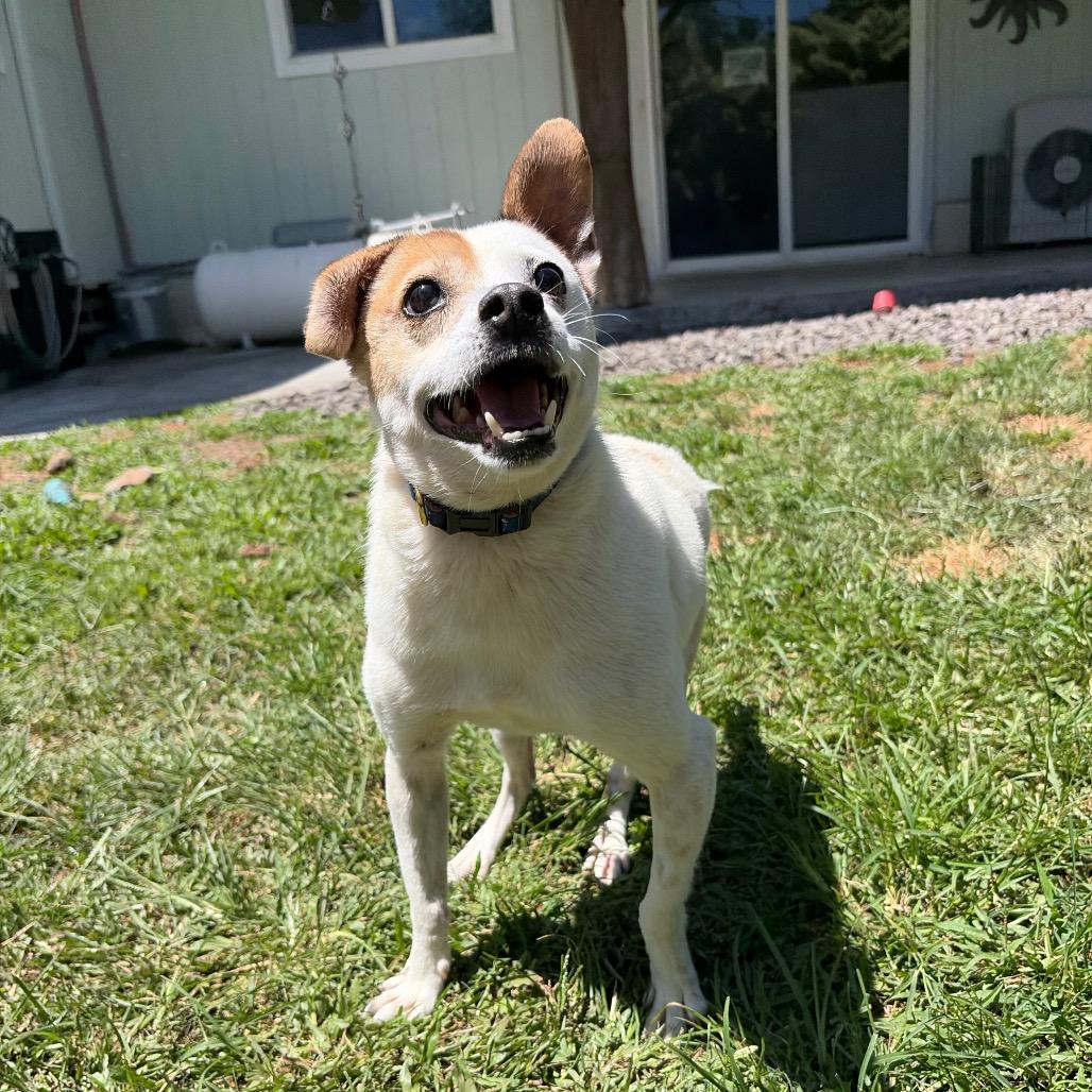 Enlarge Maka, a Adoptable mixed breed in Keaau, HI image 6/6