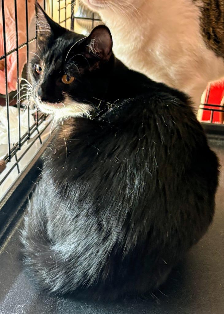 Rey, a Adoptable mixed breed in Evans, GA image 2/2