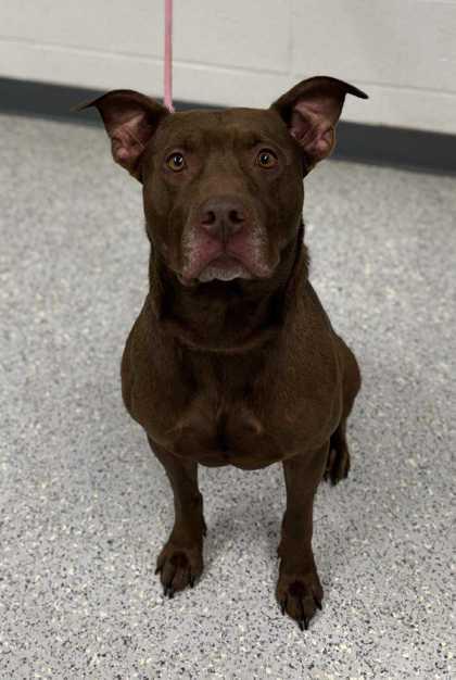 Leroy **Courtesy Post. Out of town pet. See below for details**