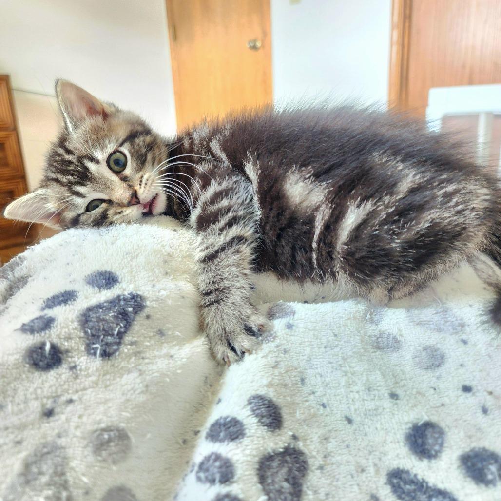 Ciara, a Adoptable Domestic Short Hair in Wichita, KS image 1/3