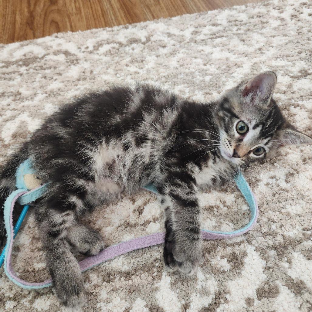 Ciara, a Adoptable Domestic Short Hair in Wichita, KS image 2/3