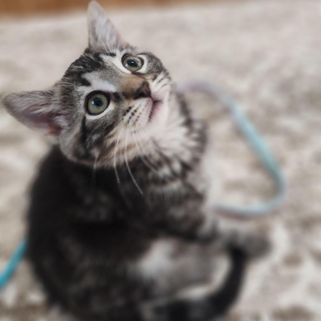 Ciara, a Adoptable Domestic Short Hair in Wichita, KS image 3/3