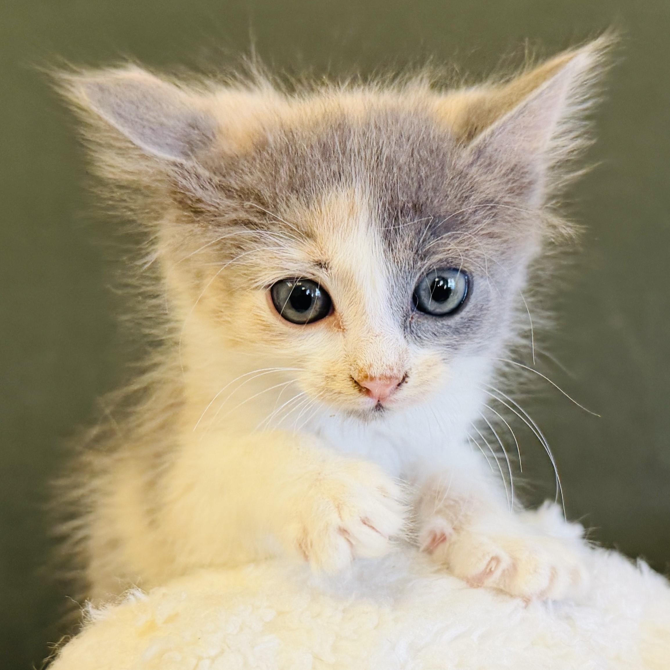 Suki, an adoptable Domestic Long Hair in ALPINE, TX, 79830 | Photo Image 1