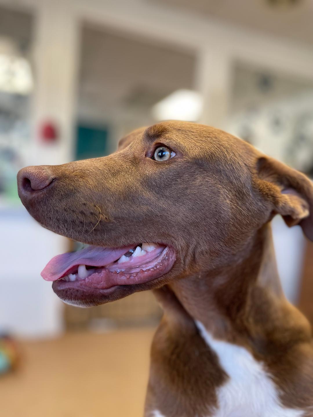 Hershey, a Adoptable mixed breed in Lancaster, SC image 1/6