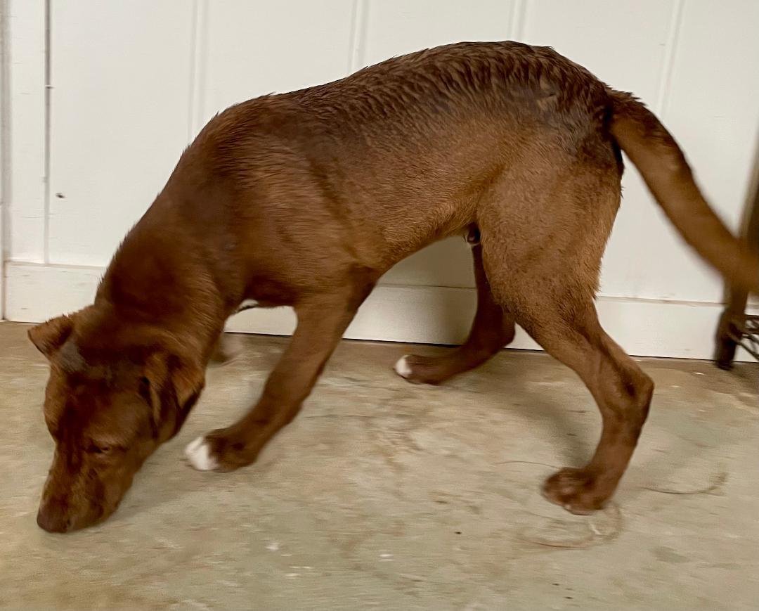 Hershey, a Adoptable mixed breed in Lancaster, SC image 3/6